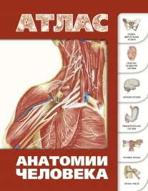 Атлас анатомии человека Лёвкин С. С., 2019
